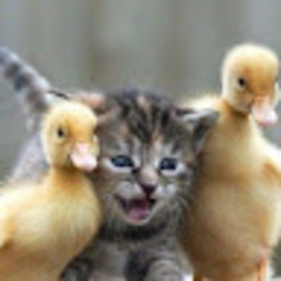 Meet your Posher, Winnie_ - Picture 1 of 1